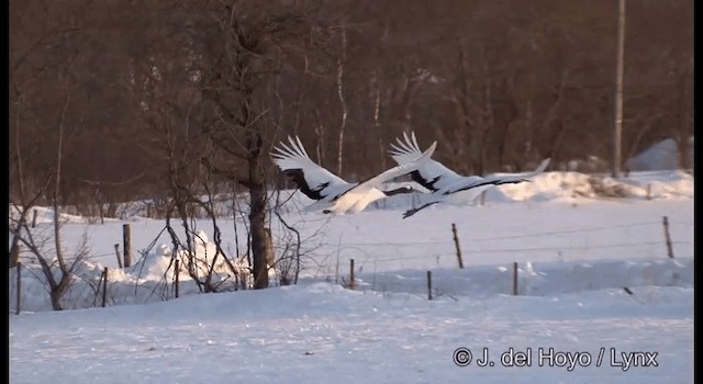 Red-crowned Crane - ML201356551