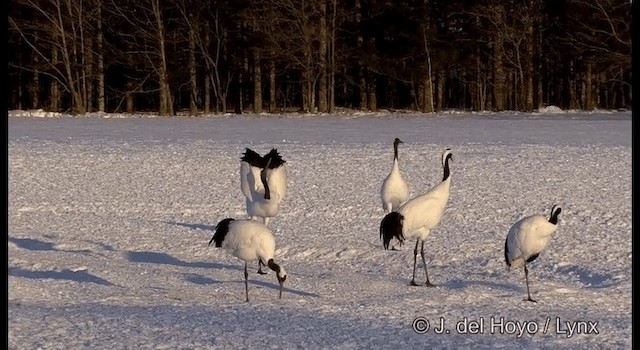 Red-crowned Crane - ML201356581