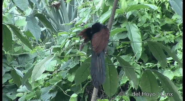 Greater Coucal (Southern) - ML201356691
