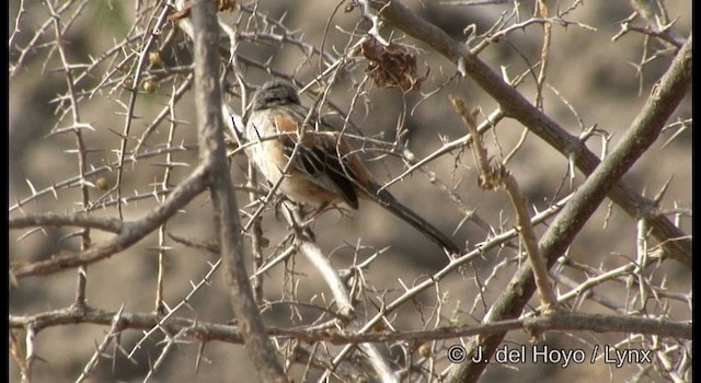 Bridled Sparrow - ML201356861