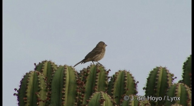 House Finch (Common) - ML201356911