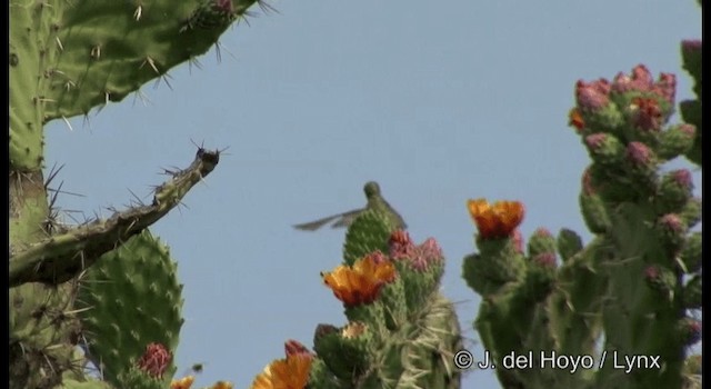 Dusky Hummingbird - ML201356951