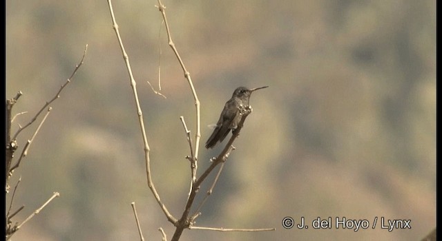 Dusky Hummingbird - ML201356961