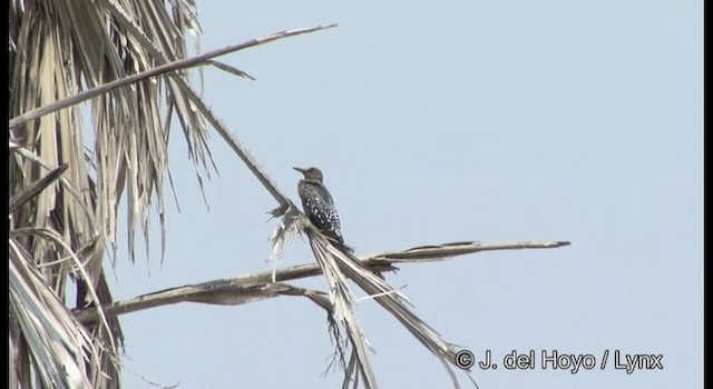 Gray-breasted Woodpecker - ML201357001