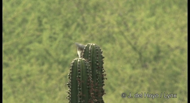 kaktusspottefugl (curvirostre gr.) - ML201357081