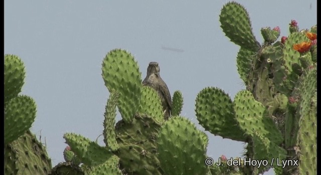 kaktusspottefugl (curvirostre gr.) - ML201357091