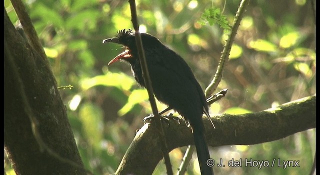 Greater Racket-tailed Drongo - ML201357141