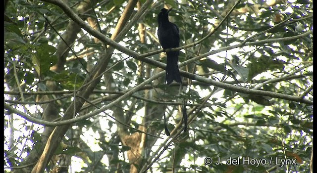 Greater Racket-tailed Drongo - ML201357151