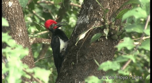 White-bellied Woodpecker - ML201357181