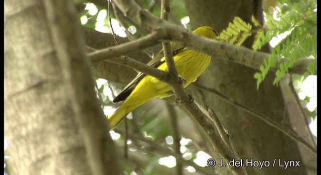 Indian Golden Oriole - ML201357321