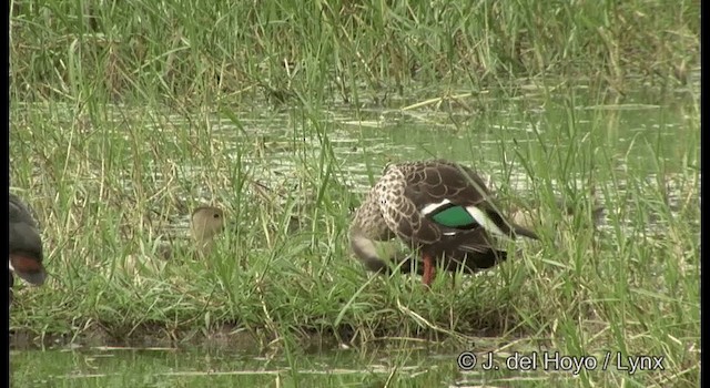 Indian Spot-billed Duck - ML201357411