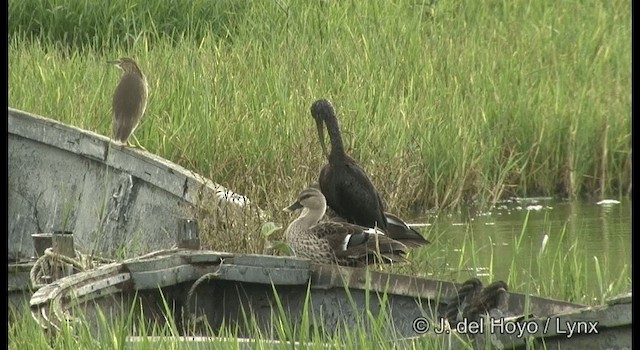 Indian Spot-billed Duck - ML201357421