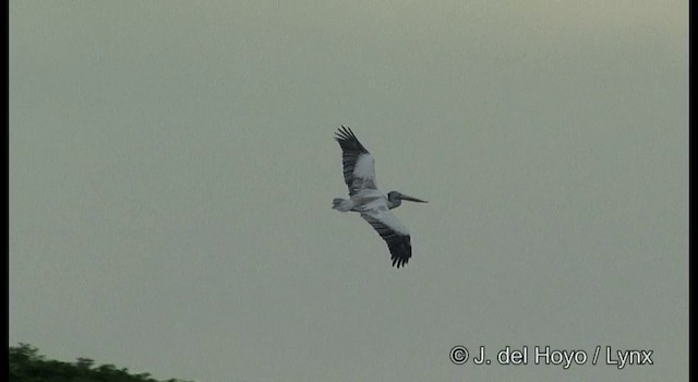 Spot-billed Pelican - ML201357651