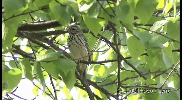 Olive-backed Pipit - ML201357681