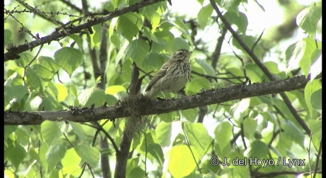 Olive-backed Pipit - ML201357691
