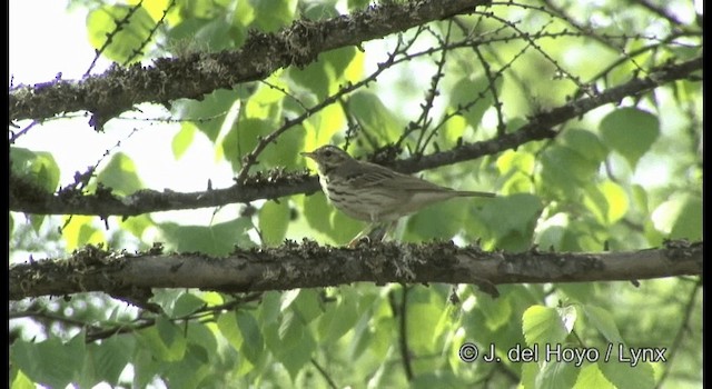 Olive-backed Pipit - ML201357701