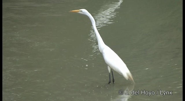 Great Egret (American) - ML201357851