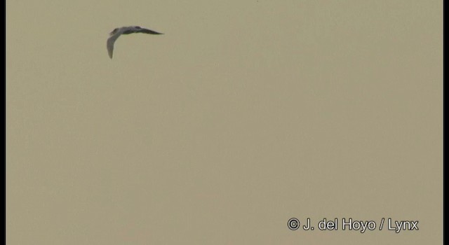 裏海燕鷗 - ML201357871