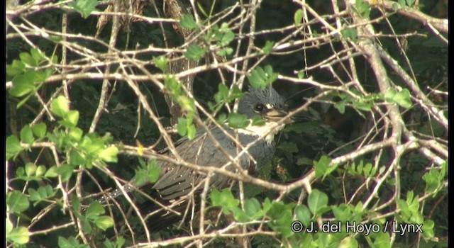 Красногрудый зимородок - ML201357881