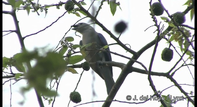 Blue-gray Tanager (Blue-gray) - ML201357921