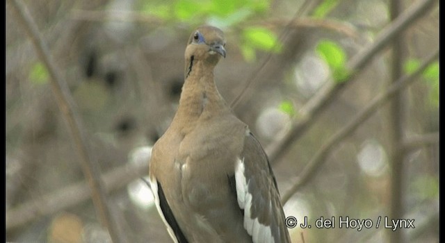 White-winged Dove - ML201357971