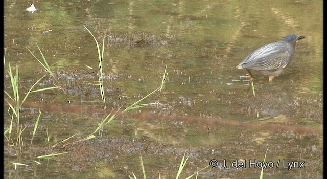 Green Heron (virescens/bahamensis) - ML201358001