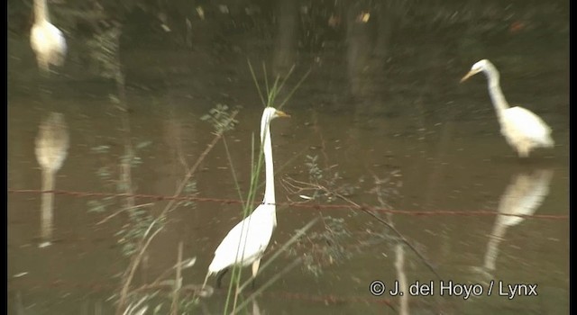 Great Egret (American) - ML201358031