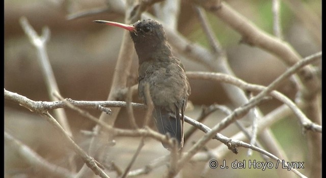 kolibřík aztécký - ML201358301