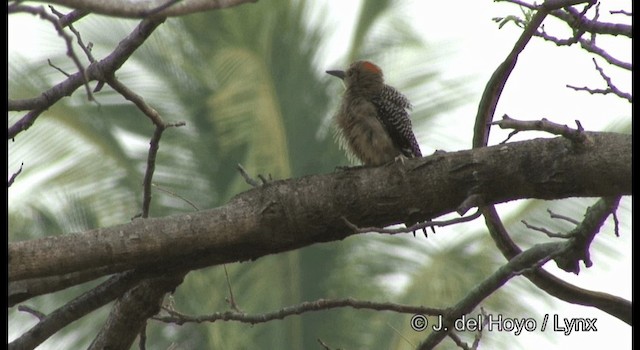 Golden-fronted Woodpecker - ML201358321