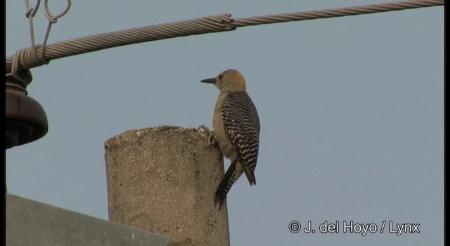 Golden-fronted Woodpecker - ML201358331