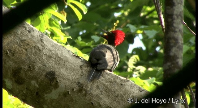 Andaman Woodpecker - ML201358421
