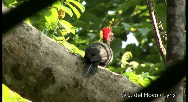 Andaman Woodpecker - ML201358431