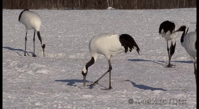 Red-crowned Crane - ML201358441