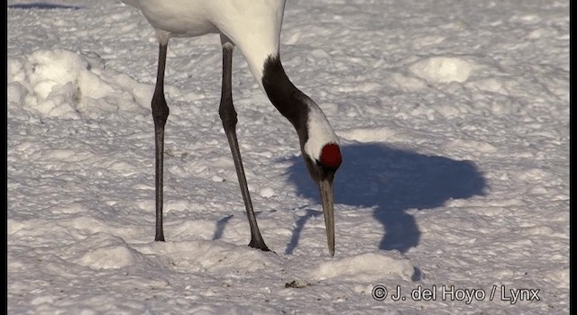 Red-crowned Crane - ML201358491