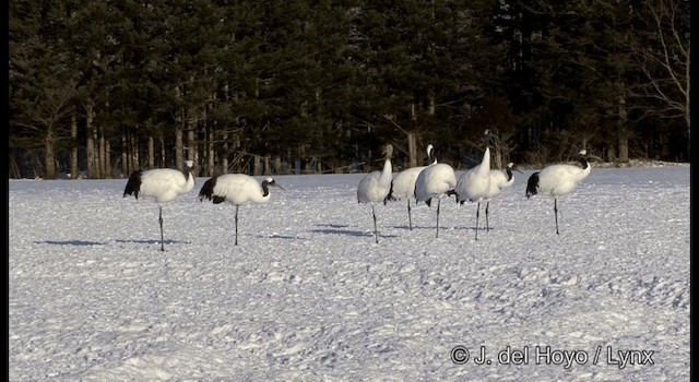 Red-crowned Crane - ML201358531