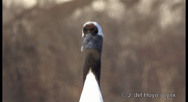Red-crowned Crane - ML201358541