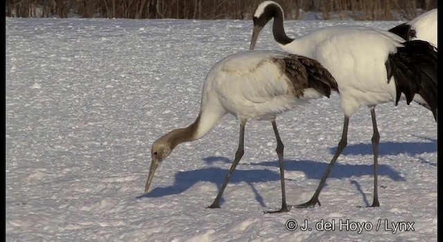 Red-crowned Crane - ML201358551