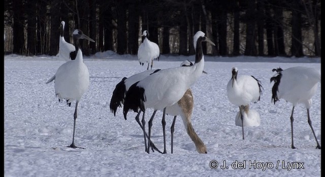 Red-crowned Crane - ML201358591