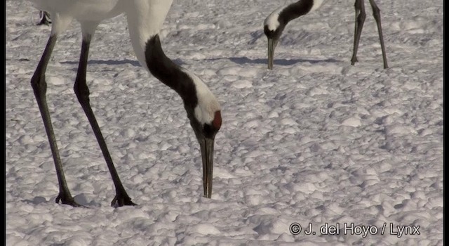 Red-crowned Crane - ML201358801