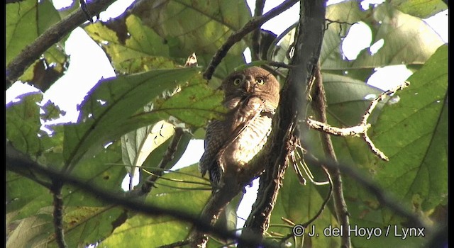 Jungle Owlet - ML201359181