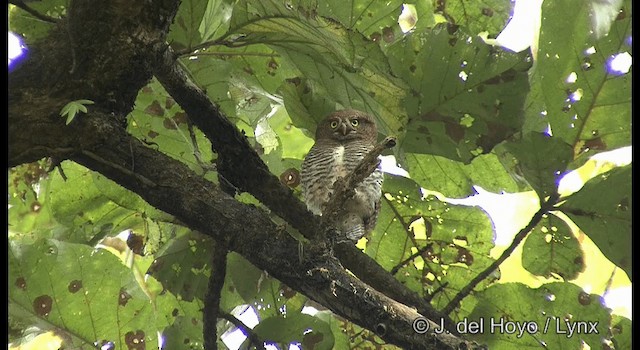 Jungle Owlet - ML201359191