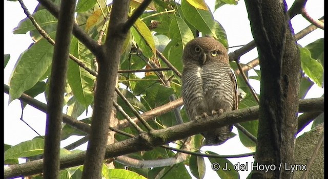 Jungle Owlet - ML201359201