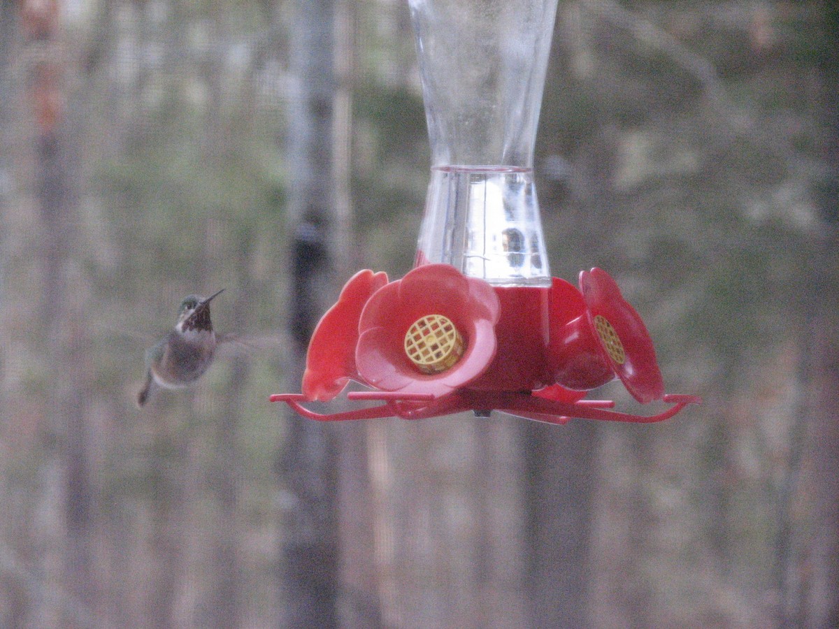 Calliope Hummingbird - ML20135931