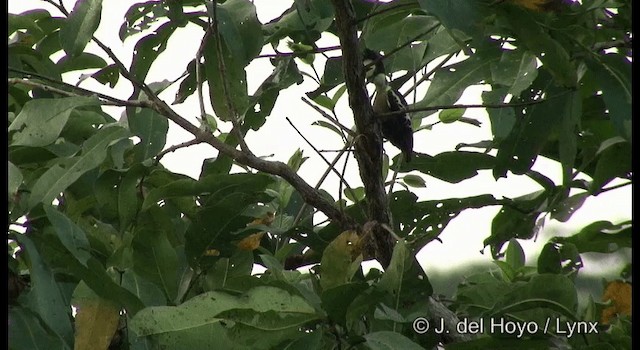 Heart-spotted Woodpecker - ML201359401