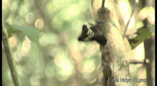 Heart-spotted Woodpecker - ML201359411