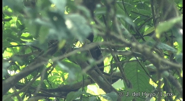 Heart-spotted Woodpecker - ML201359431