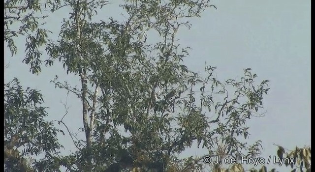 Орел-карлик індійський - ML201359441