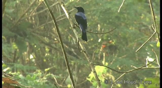 Asian Fairy-bluebird - ML201359471