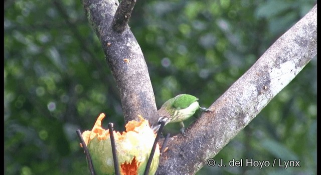  - White-cheeked Barbet
