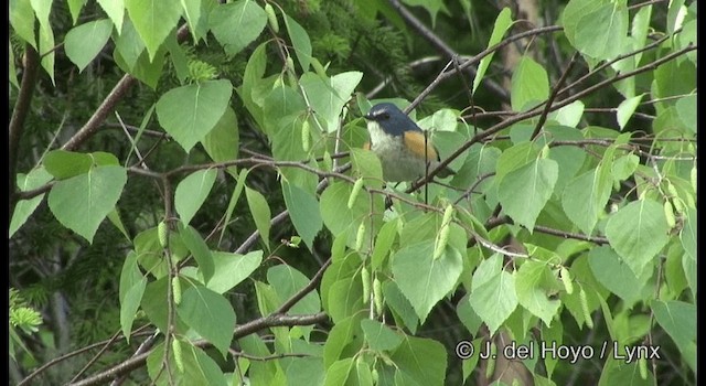 Red-flanked Bluetail - ML201359701